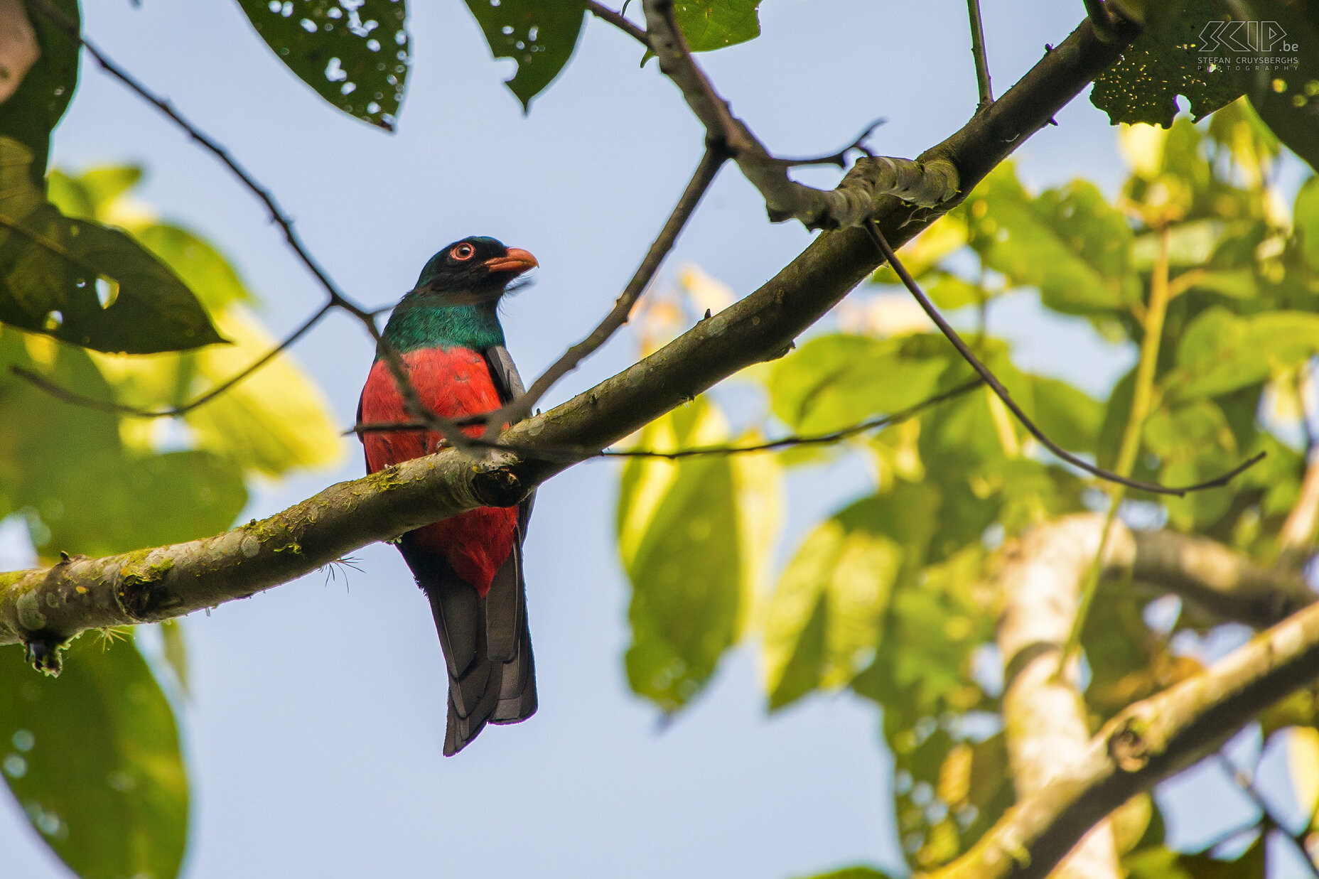 La Selva - Massena's trogon De massena's trogon (slaty-tailed trogon, trogon massena) is een bewoner van de hogere niveaus in vochtige tropische bossen. Stefan Cruysberghs